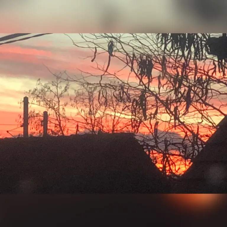 Abendrot hinter kahlen Bäumen in der Rauhnacht