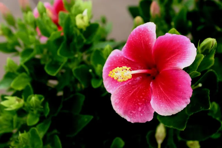 Rote Hibiskusblüte