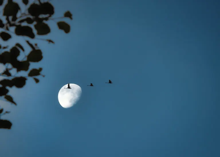 Kraniche fliegen vor dem Mond am blauen Himmel
